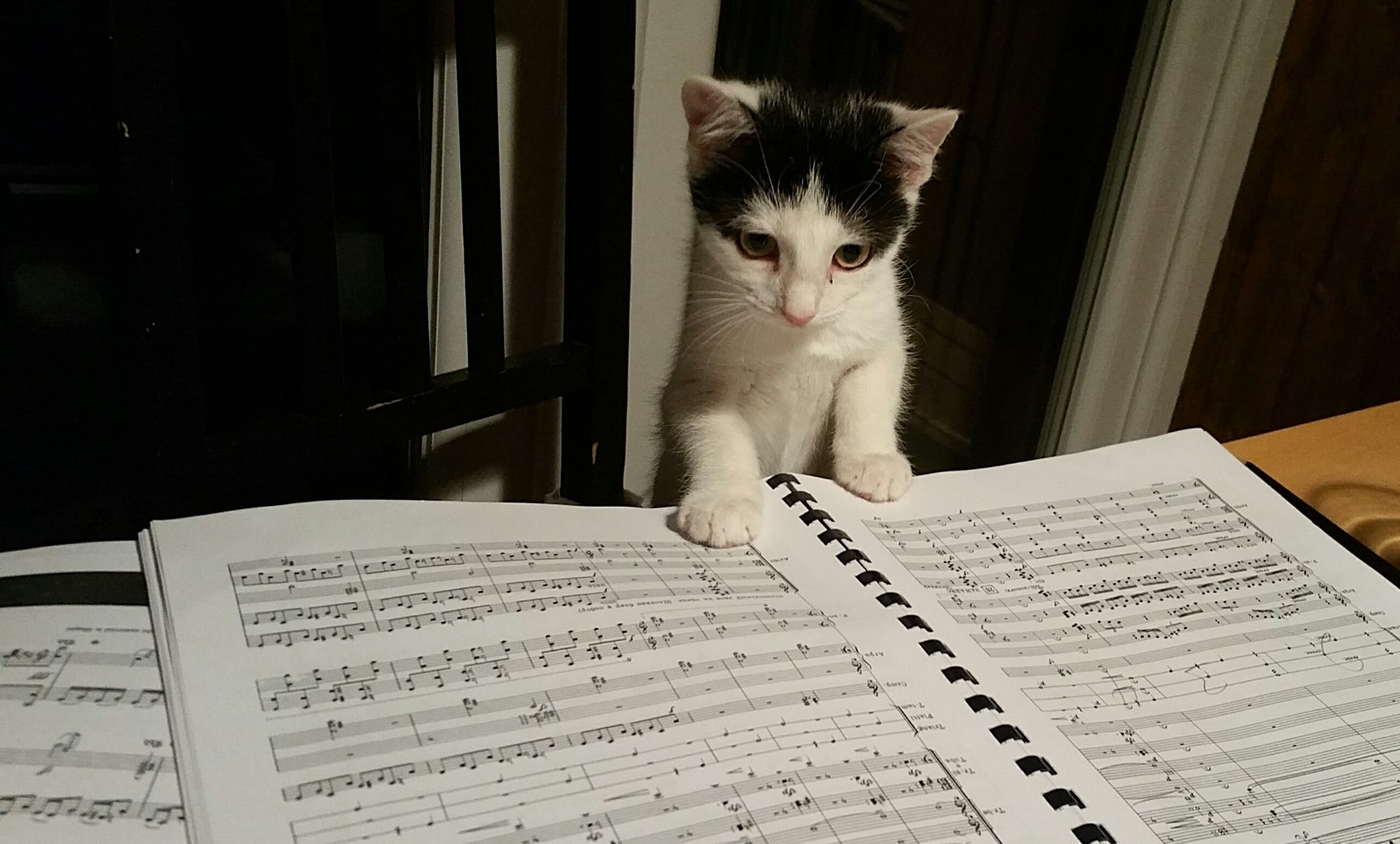 Our curious kitten Lottie